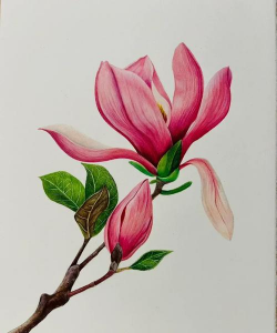 彩铅花卉简单,轻松上手,画出美丽花朵 彩铅花卉简单,轻松上手,画出美丽花朵