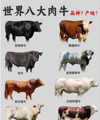 安格斯牛养殖技术，选种要点，饲养管理