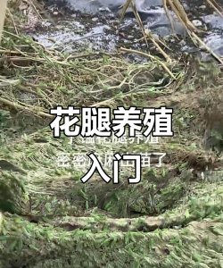 丁蜢养殖技术，掌握关键要点，实现高效养殖