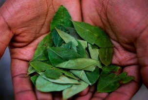 小众送妈妈的花有哪些花