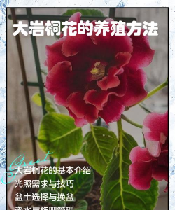 养花招蚊子，原因与对策，轻松解决烦恼