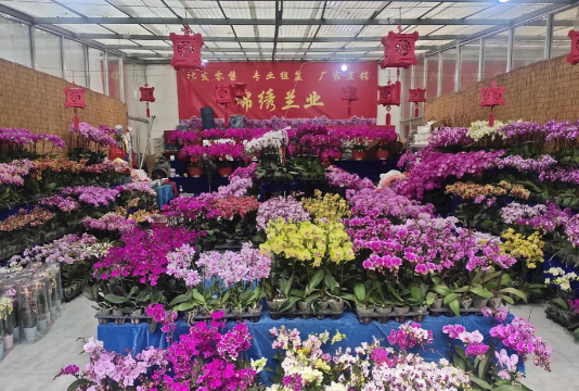 养花招蚊子，原因与对策，轻松解决烦恼