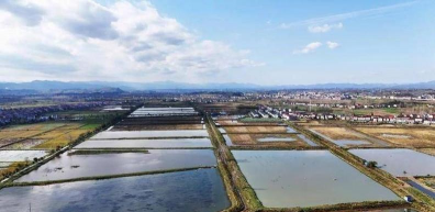 大缸养花，选对方法，轻松打造庭院美景