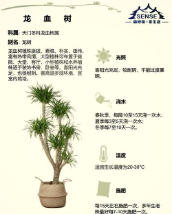 大缸养花，选对方法，轻松打造庭院美景