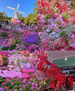 大缸养花，选对方法，轻松打造庭院美景