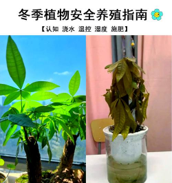 烧土养花，改善土壤，提升植物生长