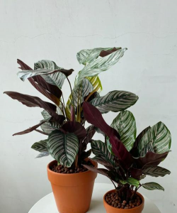 双线竹芋的养殖方法，轻松上手，养出好状态