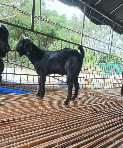 努比亚山羊养殖技术，掌握关键要点，提升养殖效益