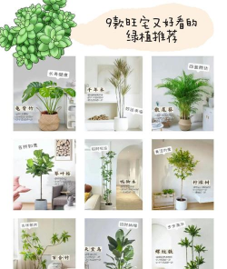 室内养花草，新手入门指南，轻松打造绿色空间