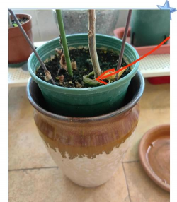 烧土养花，改善土壤，提升植物生长