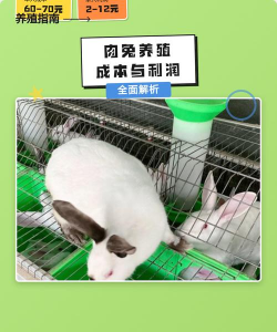 烧土养花，改善土壤，提升植物生长