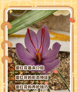 番红花的养殖方法和注意事项