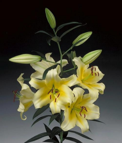 小众送妈妈的花有哪些花