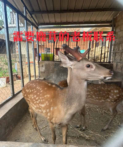 红虫室内养殖技术，掌握关键要点，实现稳定产出