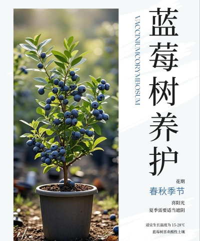 红虫室内养殖技术，掌握关键要点，实现稳定产出