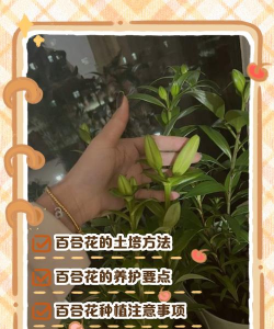 红虫室内养殖技术，掌握关键要点，实现稳定产出