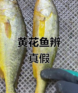 野生黄鱼和养殖黄鱼的区别，口感差异大，选购要看清