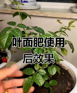 花卉叶面肥，喷施技巧，效果提升