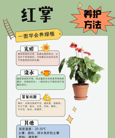 养花全文，新手入门指南，轻松打造小花园