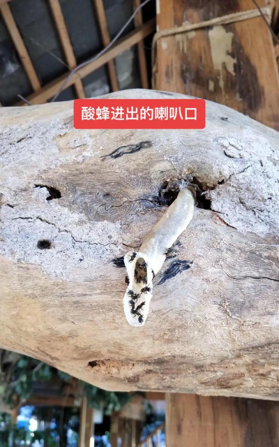 酸蜂养殖视频，新手入门指南，常见问题解答