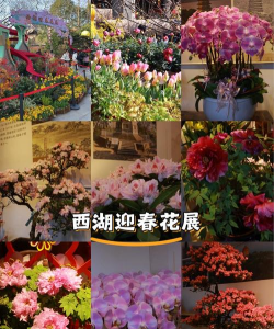 花卉展览会,精彩看点,赏花攻略 花卉展览会,精彩看点,赏花攻略