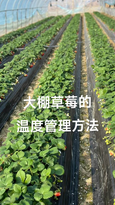 红虫室内养殖技术，掌握关键要点，实现稳定产出