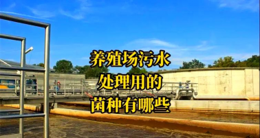 红虫室内养殖技术，掌握关键要点，实现稳定产出