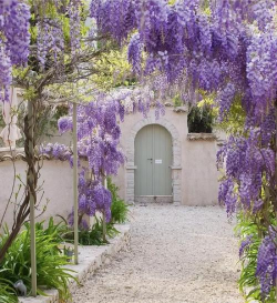 养花招蚊子，原因与对策，轻松解决烦恼