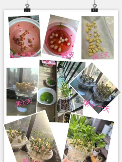 花生米养花，废物利用，省钱省力