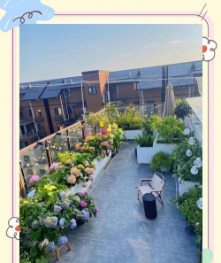 顶楼养花，空间利用，打造空中花园