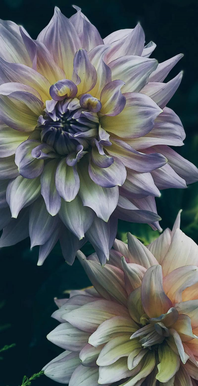 花卉手机壁纸,高清美图下载,点亮你的屏幕 花卉手机壁纸,高清美图下载,点亮你的屏幕