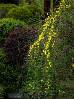 养花说课稿，教学重点解析，课堂互动设计