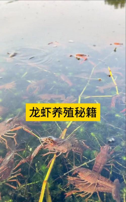 养花托盘，选对材质，用对方法