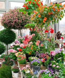 养花说课稿，教学重点解析，课堂互动设计