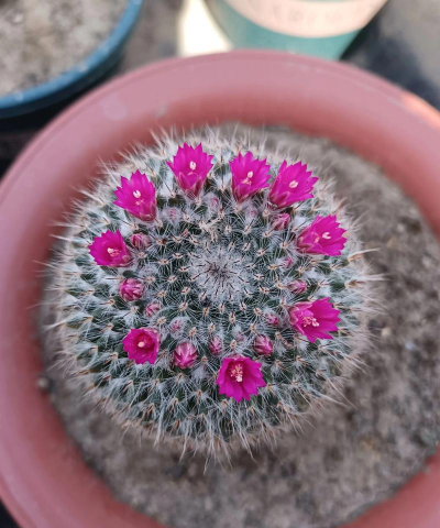 生物球养花，轻松又好看，新手也能玩