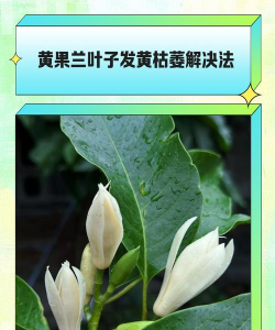 养花说课稿，教学重点解析，课堂互动设计