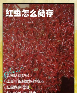 鸡蛋养殖，提升产量，确保品质