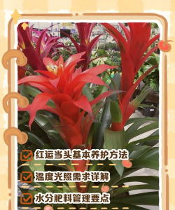 烧土养花，改善土壤，提升植物生长