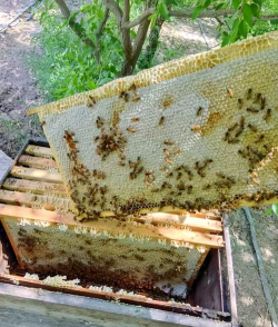 烧土养花，改善土壤，提升植物生长