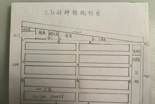 烧土养花，改善土壤，提升植物生长