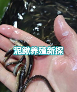 烧土养花，改善土壤，提升植物生长