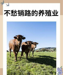 烧土养花，改善土壤，提升植物生长