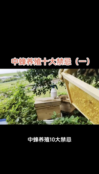 米兰花卉，养护要点，新手也能养好