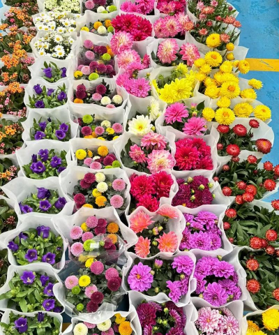 米兰花卉，养护要点，新手也能养好