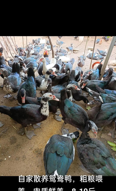 米兰花卉，养护要点，新手也能养好