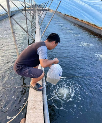 南美白对虾淡水养殖技术，掌握关键要点，实现高效养殖