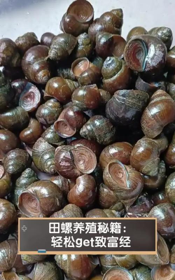 致富经田螺养殖视频，养殖技巧分享，新手入门指南