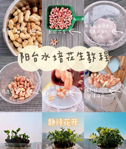 花生壳怎样发酵养花，掌握正确方法，避免常见误区