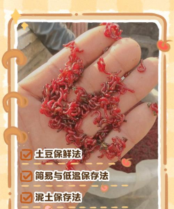 红虫室内养殖技术，掌握关键要点，实现稳定产出
