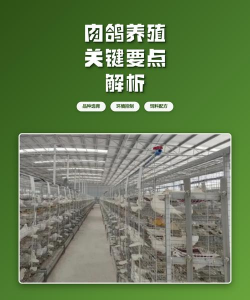 笼养肉鸽养殖技术,提高养殖效益,掌握关键要点 笼养肉鸽养殖技术,提高养殖效益,掌握关键要点